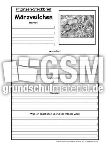 Pflanzensteckbrief-Märzveilchen-SW.pdf